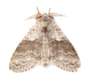 Gatunek Lycia_hirtaria - Motylarnia Władysławowo