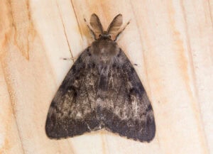 Gatunek Lymantria_dispar - Motylarnia Władysławowo