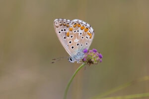 Gatunek Lysandra_bellargus - Motylarnia Władysławowo