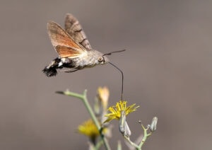 Gatunek Macroglossum_stellatarum - Motylarnia Władysławowo