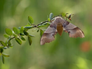 Gatunek Marumba_quercus - Motylarnia Władysławowo