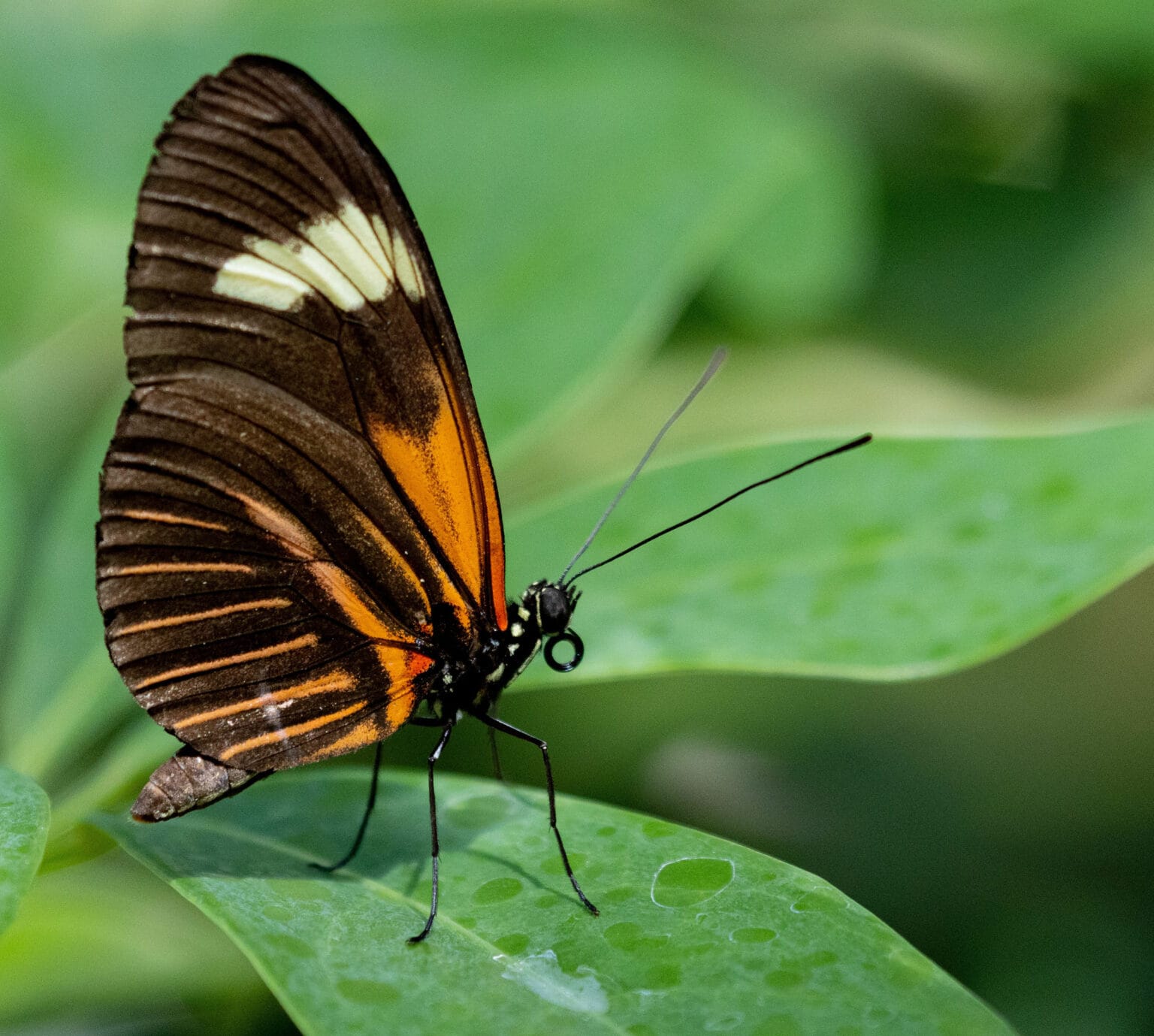 Gatunek Mechanitis_menapis - Motylarnia Władysławowo