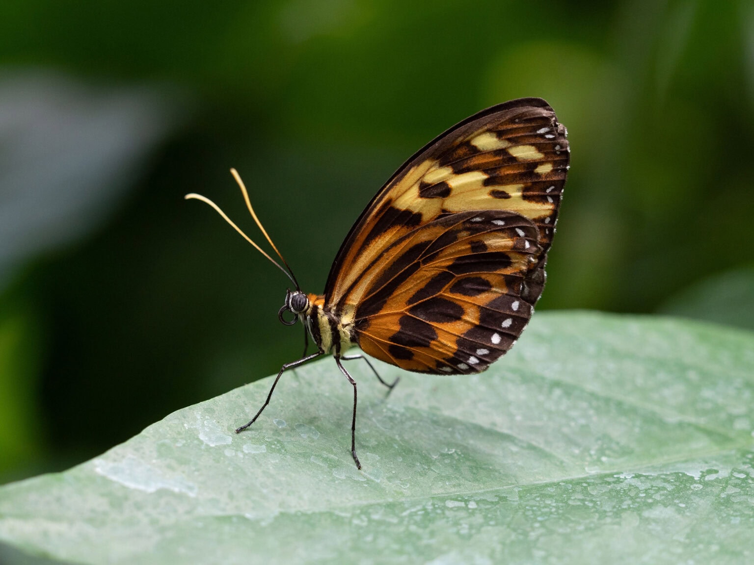 Gatunek Mechanitis_polymnia - Motylarnia Władysławowo