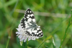 Gatunek Melanargia_galathea - Motylarnia Władysławowo