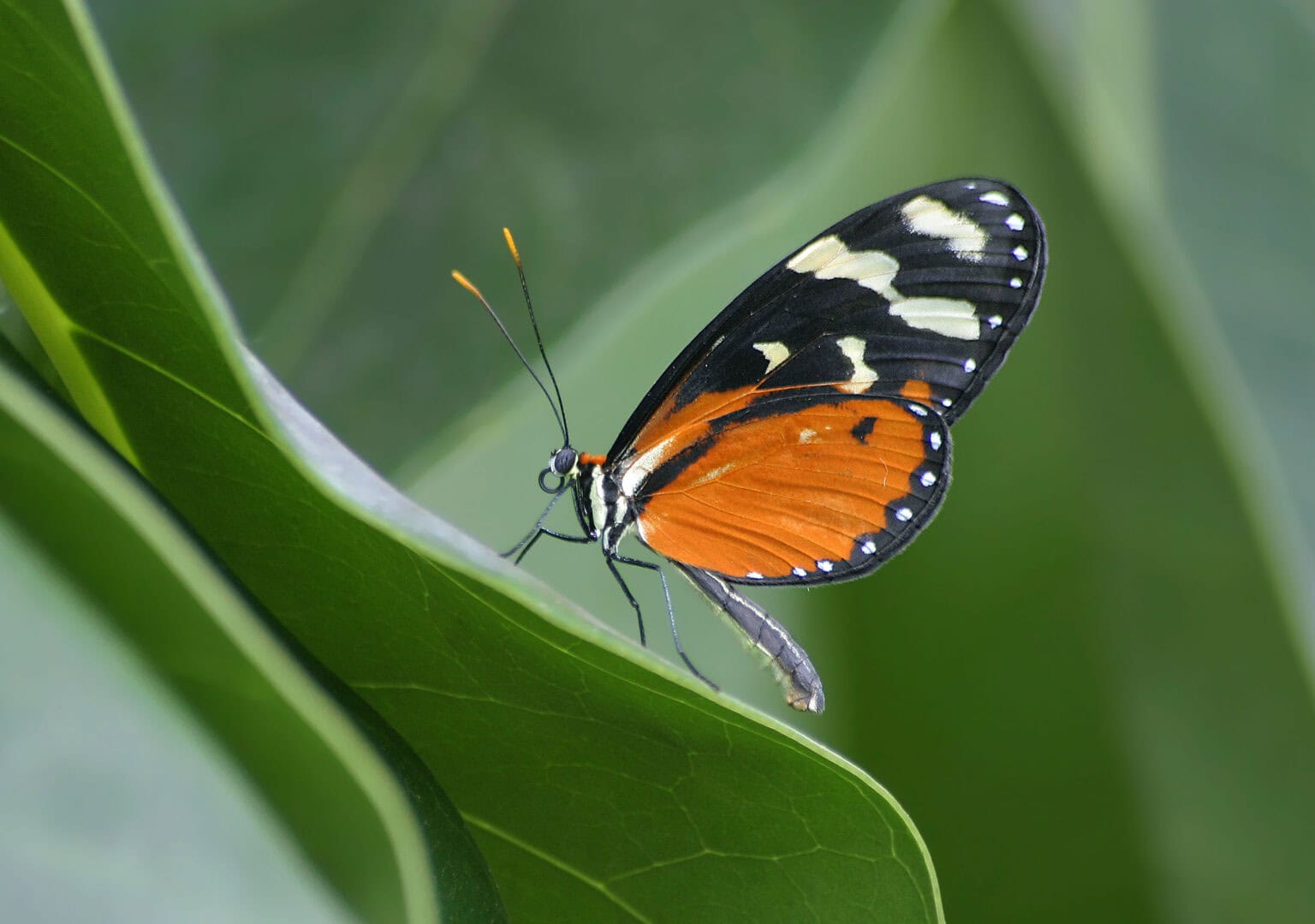 Gatunek Melinaea_scylax - Motylarnia Władysławowo