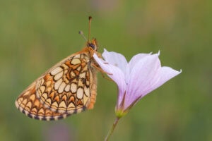 Gatunek Melitaea_aurelia - Motylarnia Władysławowo