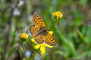 Gatunek Melitaea_cinxia - Motylarnia Władysławowo