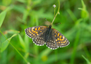 Gatunek Melitaea_diamina - Motylarnia Władysławowo