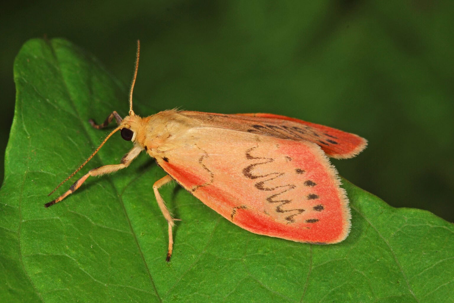 Gatunek Miltochrista_miniata - Motylarnia Władysławowo