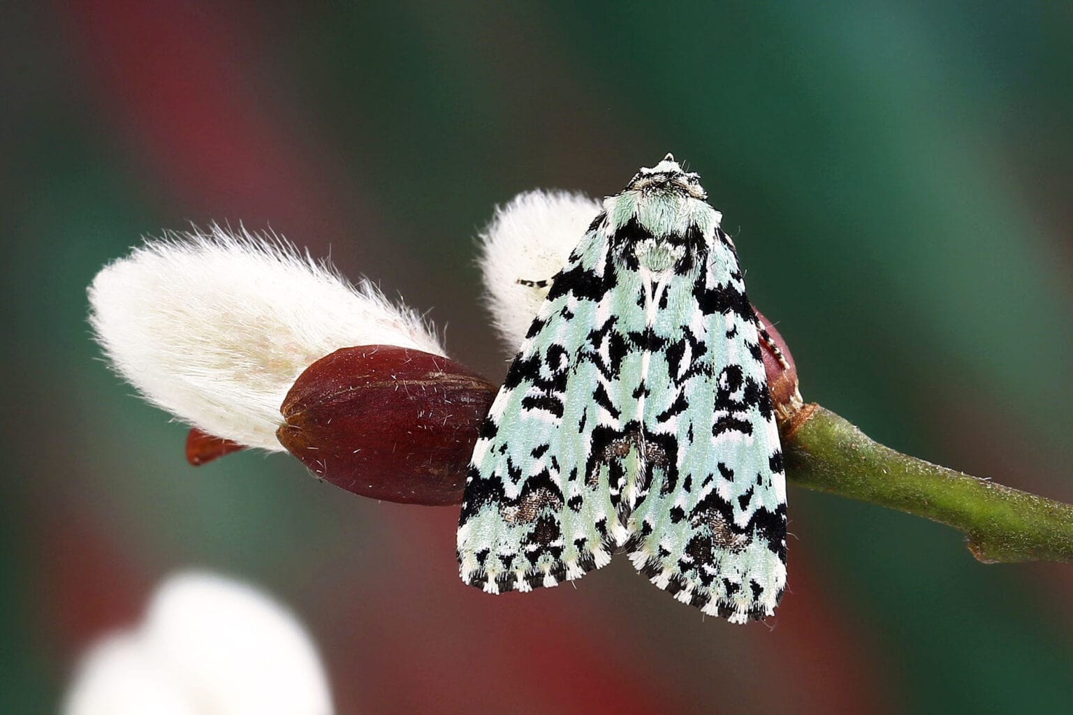 Gatunek Moma_alpium - Motylarnia Władysławowo