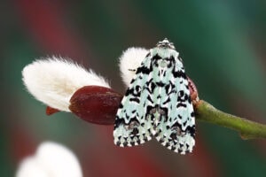 Gatunek Moma_alpium - Motylarnia Władysławowo