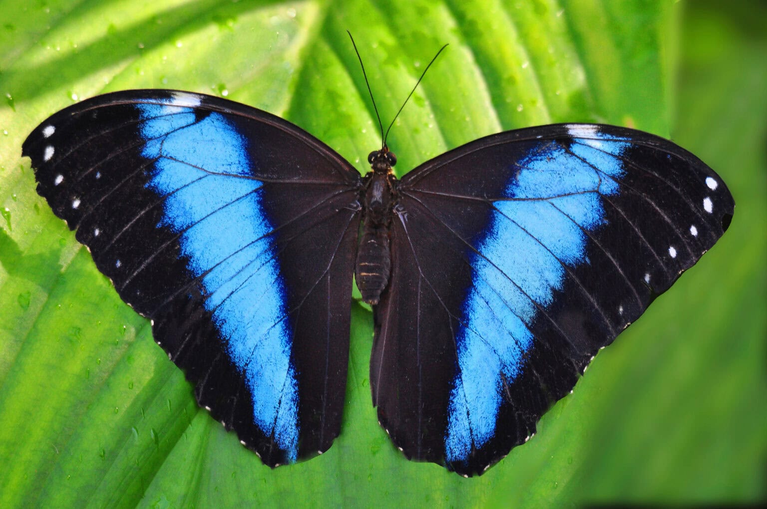 Gatunek Morpho_achilles - Motylarnia Władysławowo