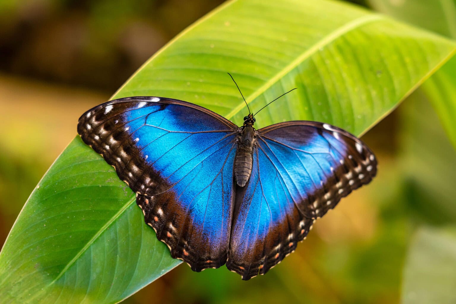 Gatunek Morpho_peleides - Motylarnia Władysławowo