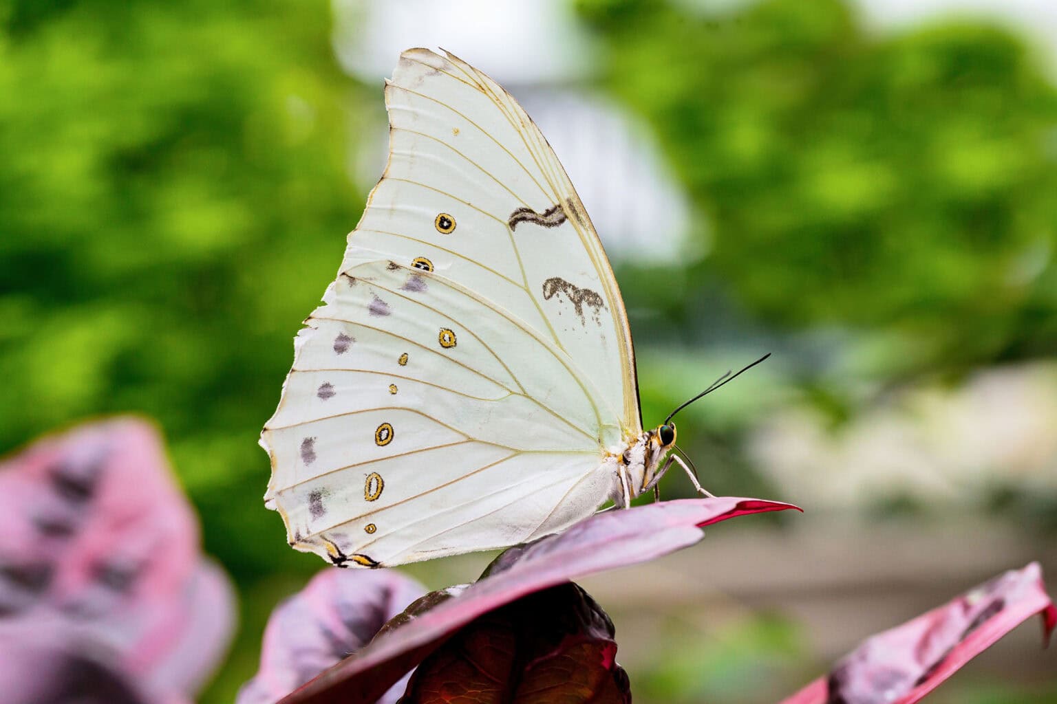Gatunek Morpho_polyphemus - Motylarnia Władysławowo