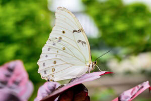 Gatunek Morpho_polyphemus - Motylarnia Władysławowo