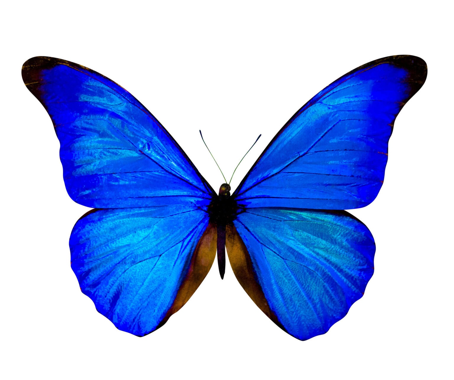 Gatunek Morpho_rhetenor - Motylarnia Władysławowo