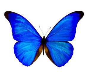 Gatunek Morpho_rhetenor - Motylarnia Władysławowo