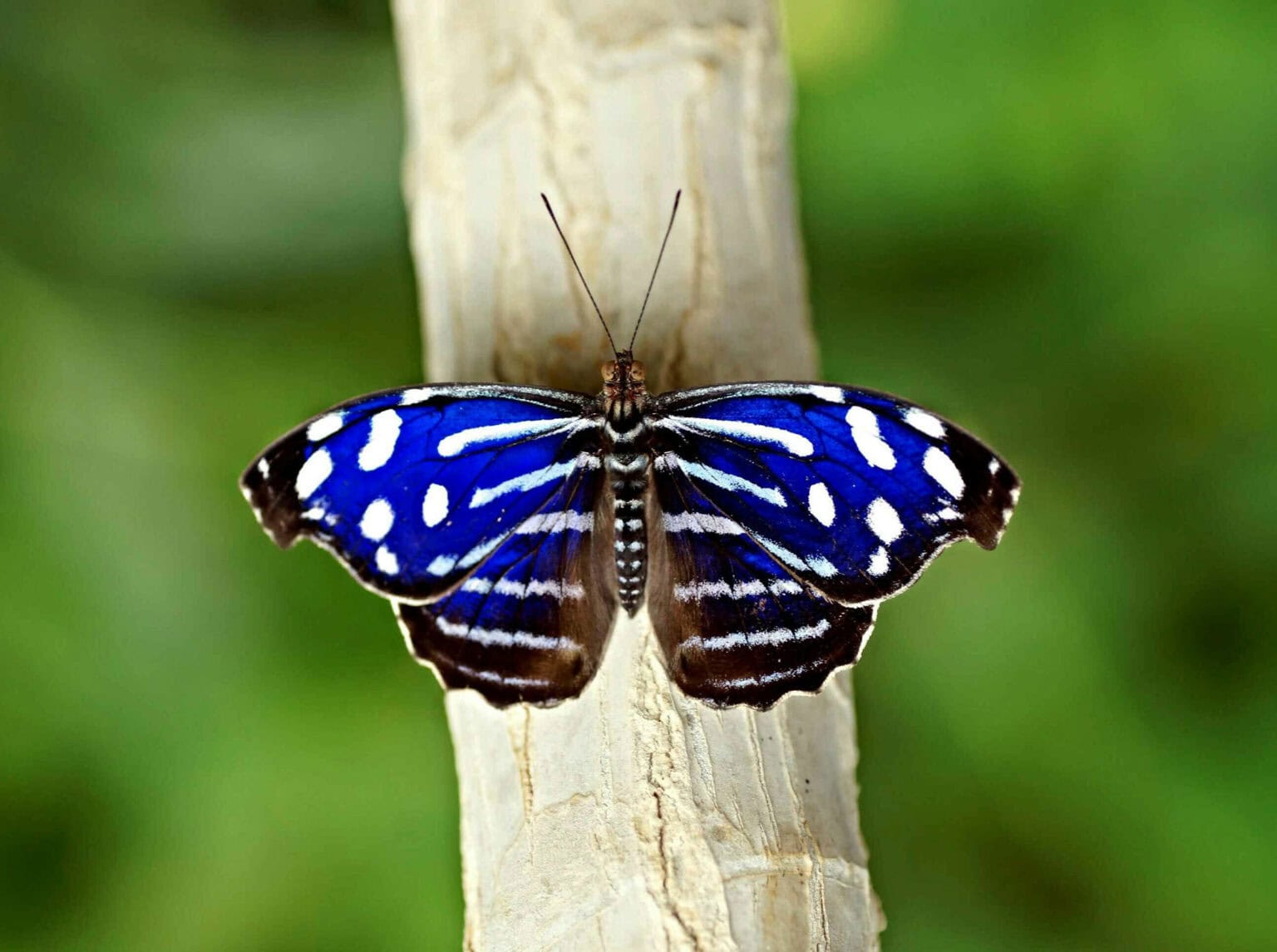 Gatunek Myscelia_cyanaris - Motylarnia Władysławowo