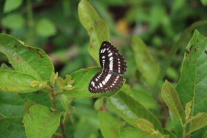 Gatunek Neptis_hylas - Motylarnia Władysławowo