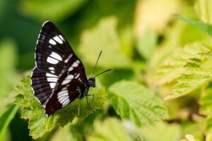 Gatunek Neptis_rivularis - Motylarnia Władysławowo