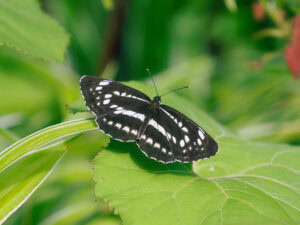 Gatunek Neptis_sappho - Motylarnia Władysławowo