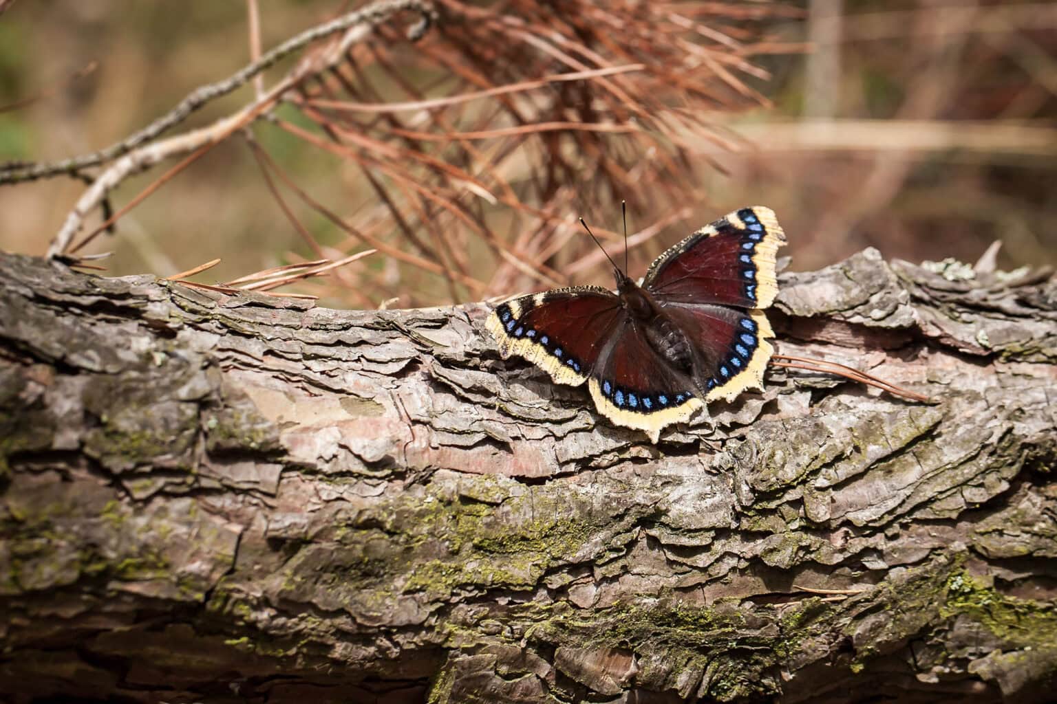 Gatunek Nymphalis_antiopa - Motylarnia Władysławowo