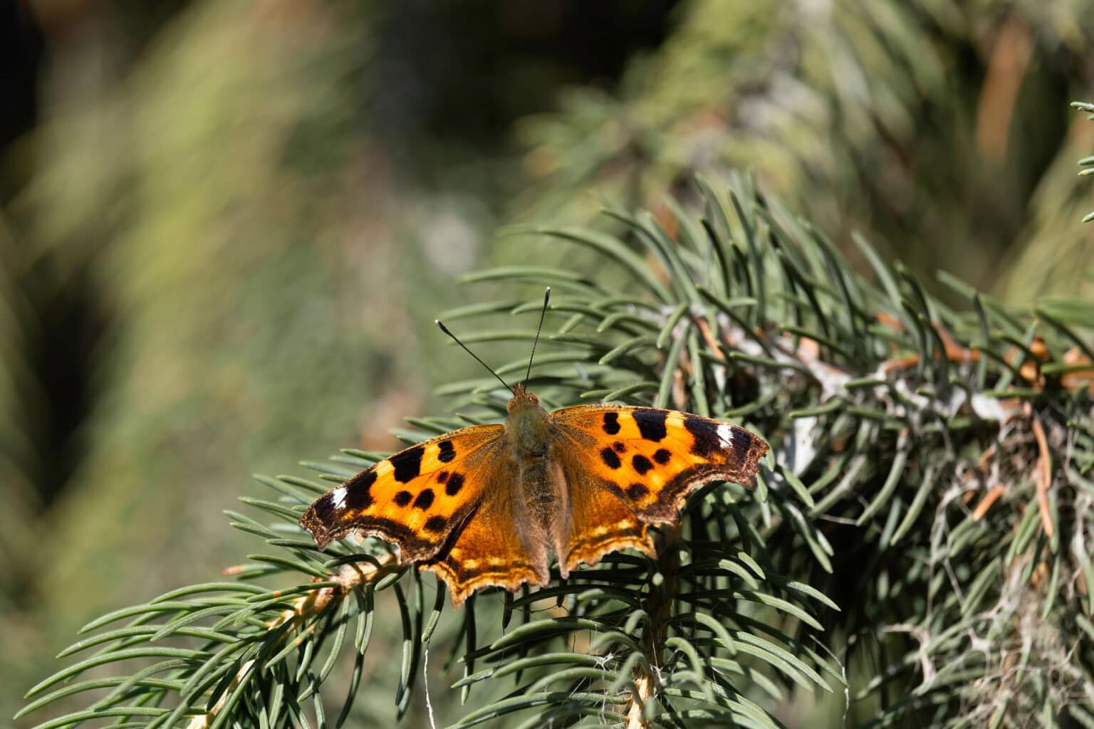 Gatunek Nymphalis_vaualbum - Motylarnia Władysławowo