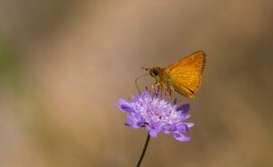 Gatunek Ochlodes_venatus - Motylarnia Władysławowo