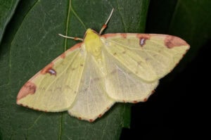 Gatunek Opisthograptis_luteolata - Motylarnia Władysławowo