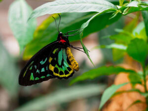 Gatunek Ornithoptera_aleksandrae - Motylarnia Władysławowo