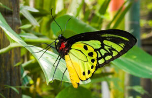 Gatunek Ornithoptera_goliath - Motylarnia Władysławowo