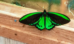 Gatunek Ornithoptera_priamus - Motylarnia Władysławowo