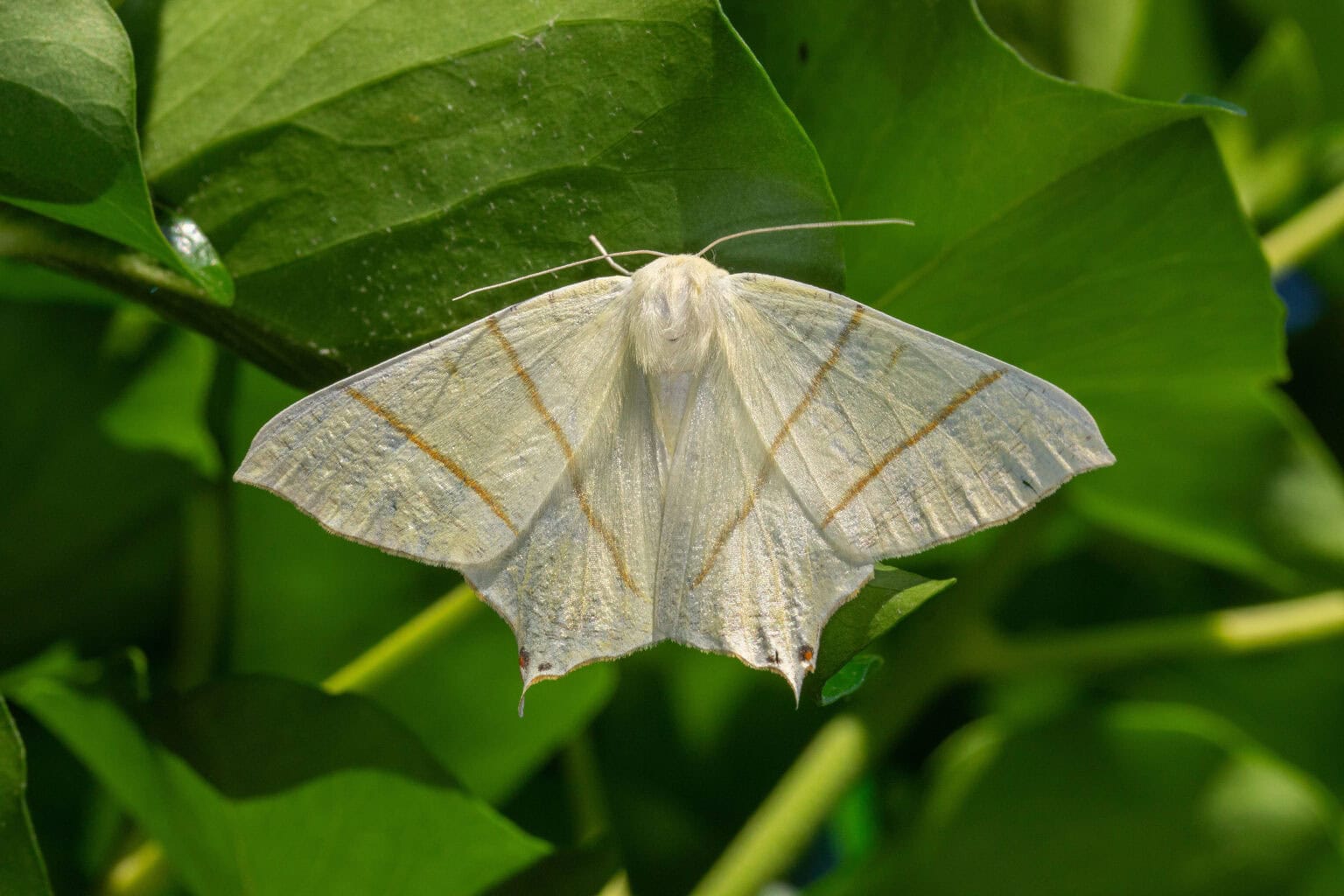 Gatunek Ourapteryx_sambucaria - Motylarnia Władysławowo