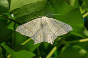 Gatunek Ourapteryx_sambucaria - Motylarnia Władysławowo