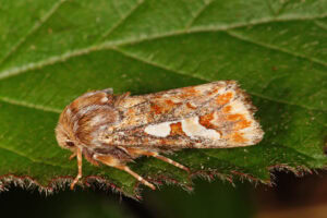 Gatunek Panolis_flammea - Motylarnia Władysławowo