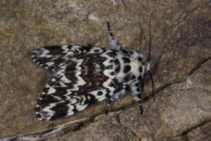Gatunek Panthea_coenobita - Motylarnia Władysławowo