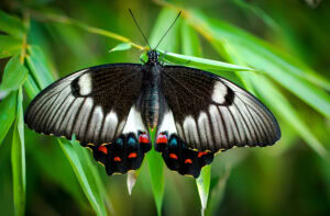 Gatunek Papilio_aegeus - Motylarnia Władysławowo