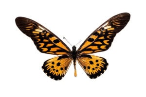 Gatunek Papilio_antimachus - Motylarnia Władysławowo