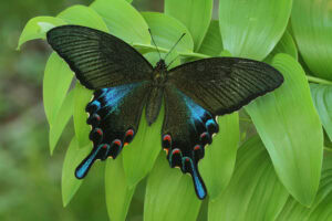 Gatunek Papilio_bianor - Motylarnia Władysławowo