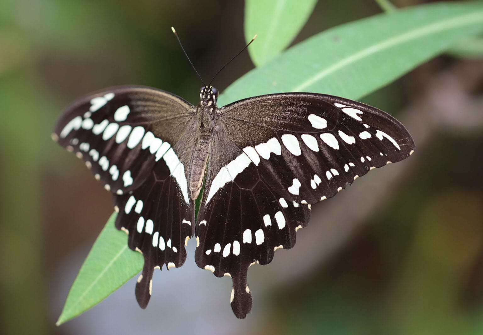 Gatunek Papilio_constantinus - Motylarnia Władysławowo