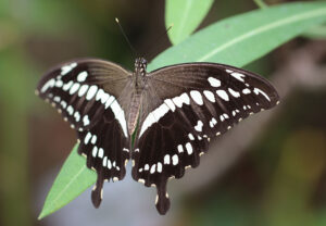 Gatunek Papilio_constantinus - Motylarnia Władysławowo