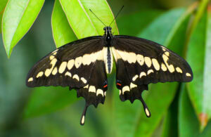 Gatunek Papilio_cresphontes - Motylarnia Władysławowo