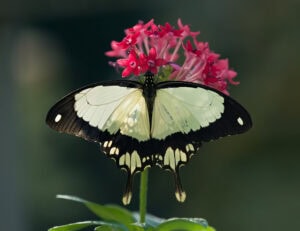 Gatunek Papilio_dardanus - Motylarnia Władysławowo