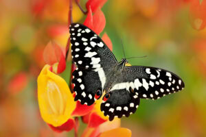 Gatunek Papilio_demodocus - Motylarnia Władysławowo