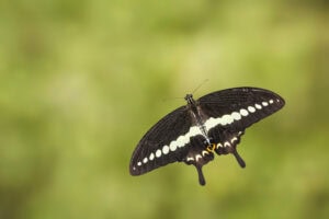 Gatunek Papilio_demolion - Motylarnia Władysławowo