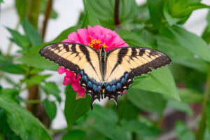 Gatunek Papilio_glaucus - Motylarnia Władysławowo