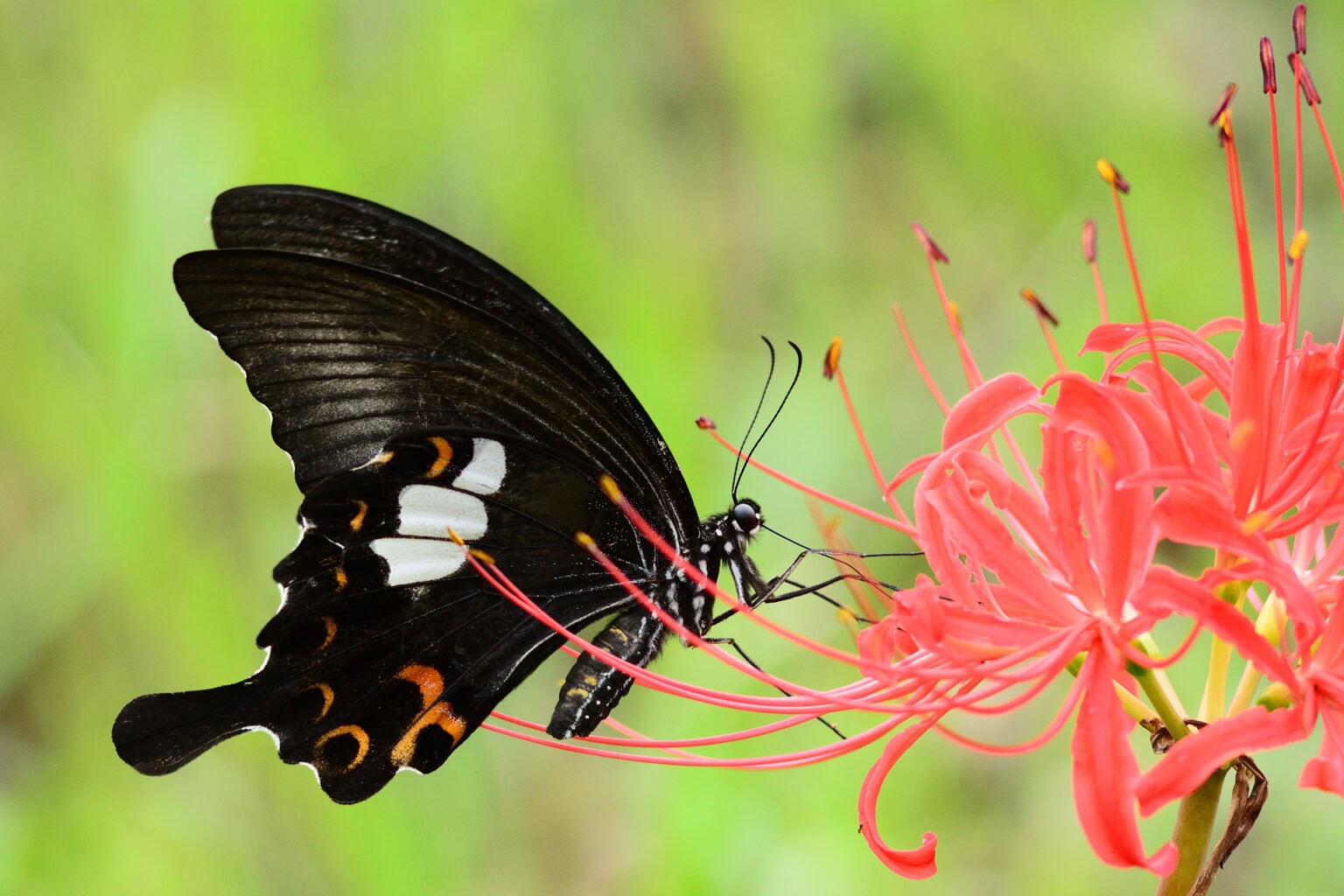 Gatunek Papilio_helenus - Motylarnia Władysławowo