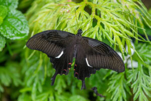 Gatunek Papilio_iswara - Motylarnia Władysławowo