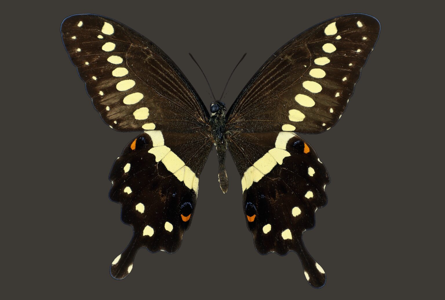 Gatunek Papilio_lormieri - Motylarnia Władysławowo