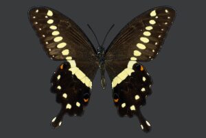 Gatunek Papilio_lormieri - Motylarnia Władysławowo